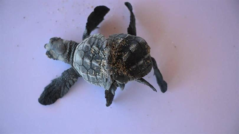 Caretta Caretta’da ender olay! Manavgat'ta Siyam ikizi yavru bulundu