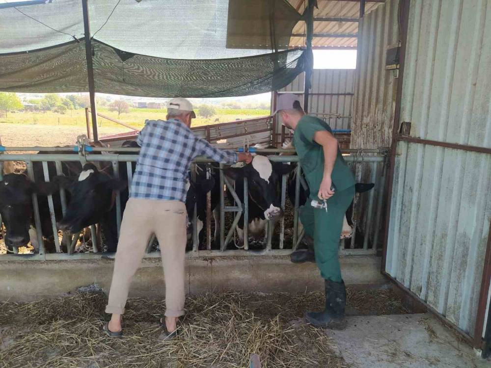 Aydın’da şap hastalığına karşı yoğun mücadele