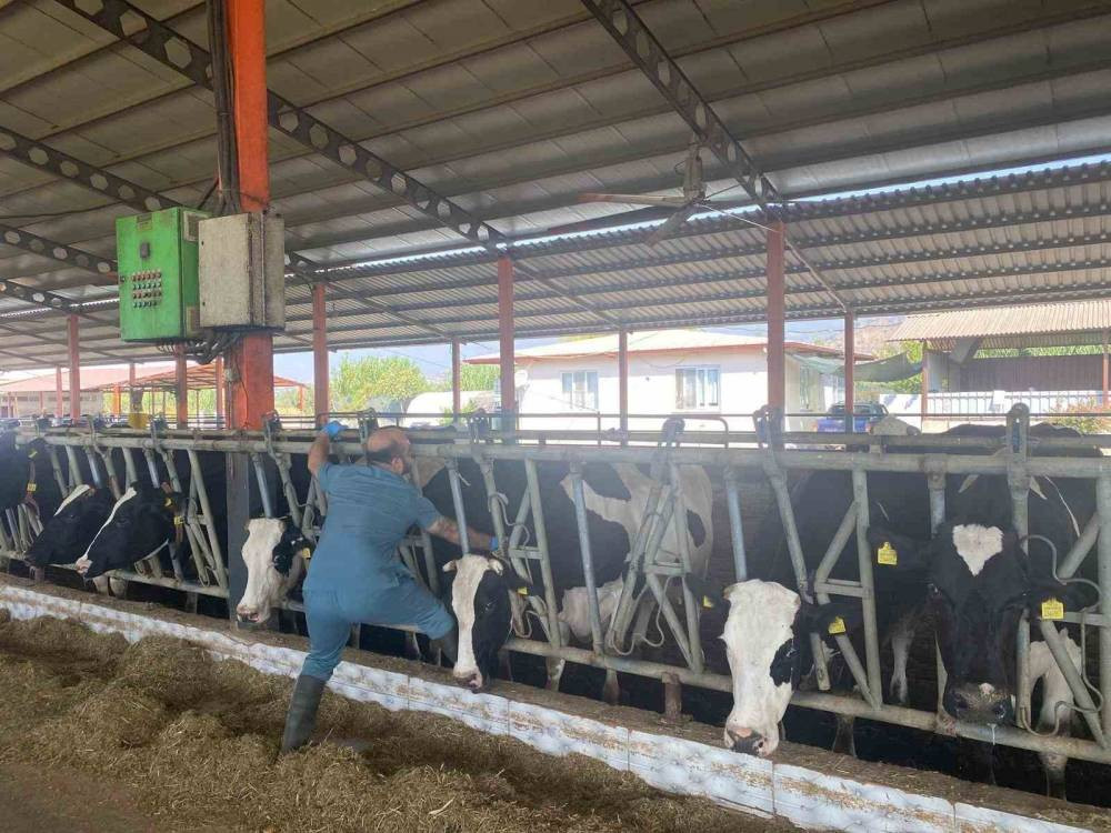 Aydın’da şap hastalığına karşı yoğun mücadele