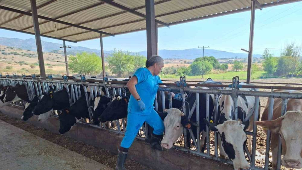 Aydın’da şap hastalığına karşı yoğun mücadele