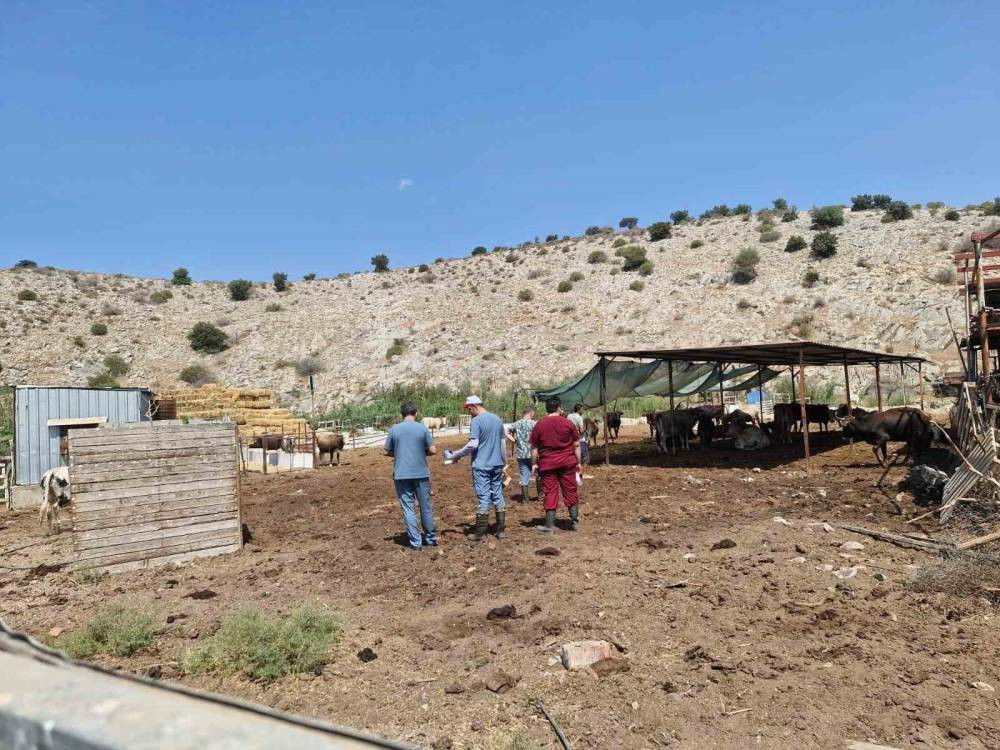 Aydın’da şap hastalığına karşı yoğun mücadele