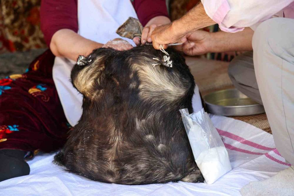 Tulum peynirinin mağaradaki lezzet yolculuğu devam ediyor