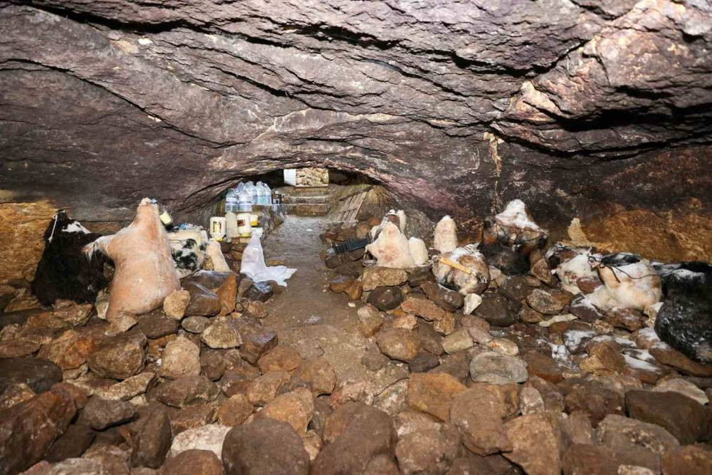 Tulum peynirinin mağaradaki lezzet yolculuğu devam ediyor