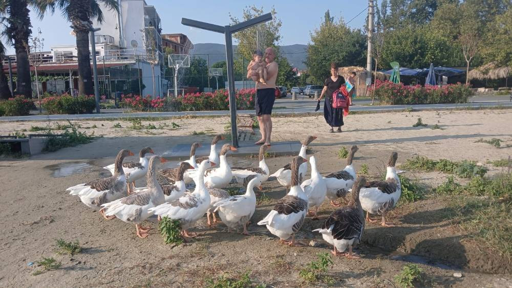CİMER'e şikayet edilmişlerdi! ‘Şartlı tahliye’ edilen kazlar sahile indi tatilcilerle duş aldı