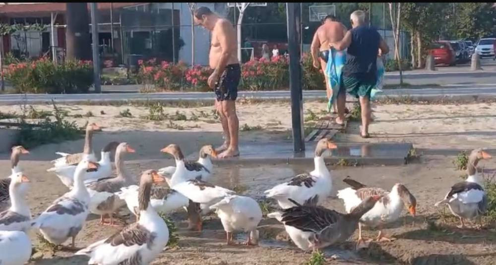 CİMER'e şikayet edilmişlerdi! ‘Şartlı tahliye’ edilen kazlar sahile indi tatilcilerle duş aldı