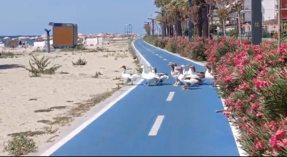 CİMER'e şikayet edilmişlerdi! ‘Şartlı tahliye’ edilen kazlar sahile indi tatilcilerle duş aldı