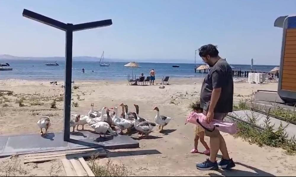 CİMER'e şikayet edilmişlerdi! ‘Şartlı tahliye’ edilen kazlar sahile indi tatilcilerle duş aldı