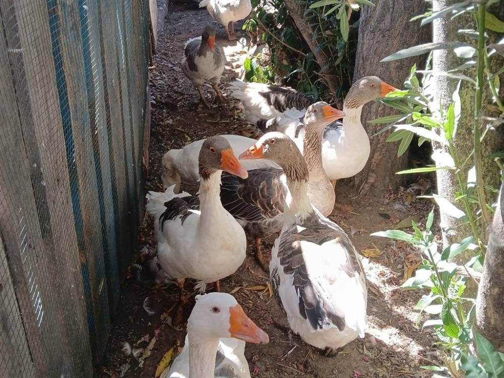 CİMER'e şikayet edilmişlerdi! ‘Şartlı tahliye’ edilen kazlar sahile indi tatilcilerle duş aldı