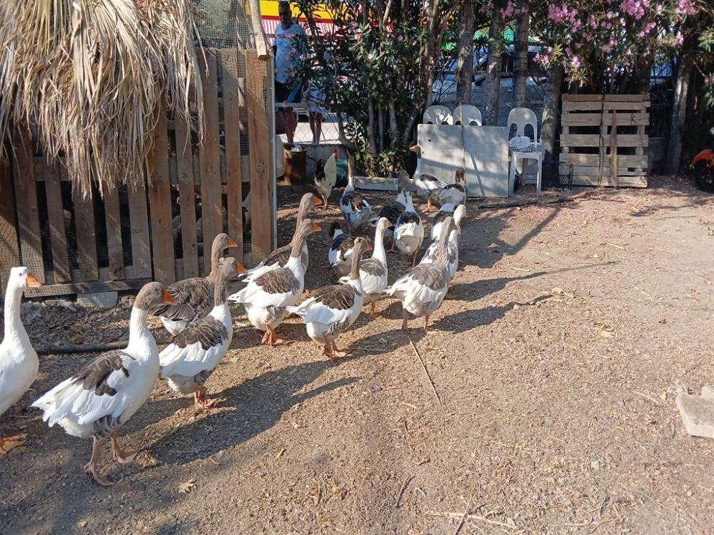 CİMER'e şikayet edilmişlerdi! ‘Şartlı tahliye’ edilen kazlar sahile indi tatilcilerle duş aldı