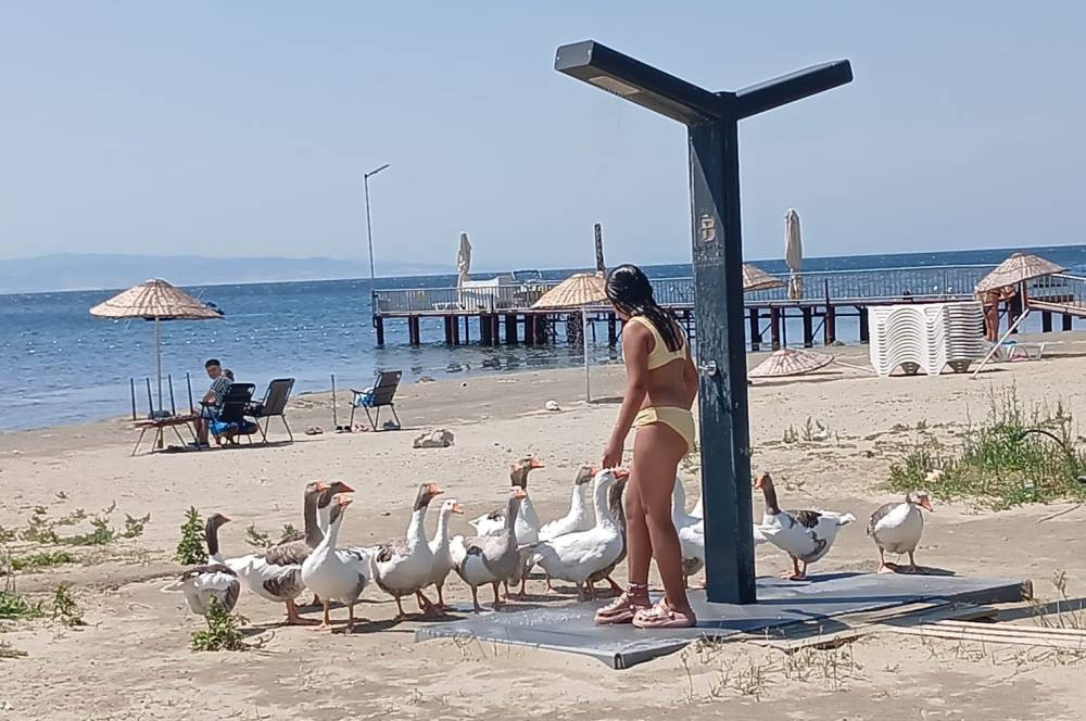 CİMER'e şikayet edilmişlerdi! ‘Şartlı tahliye’ edilen kazlar sahile indi tatilcilerle duş aldı