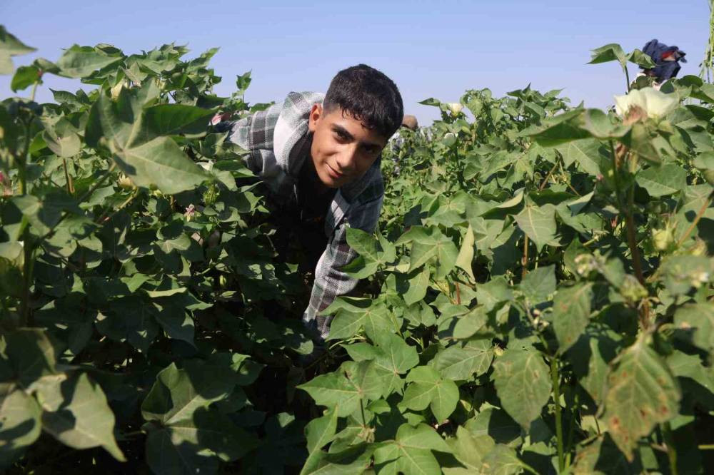 45 derecede ekmek kavgası: Güneşe meydan okuyorlar!