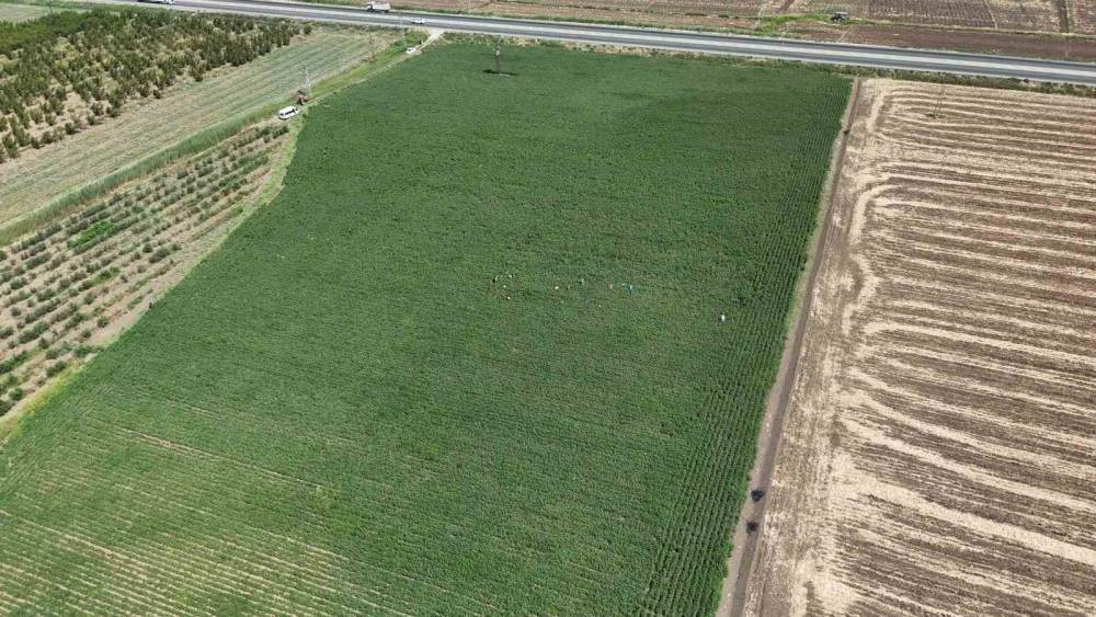 45 derecede ekmek kavgası: Güneşe meydan okuyorlar!