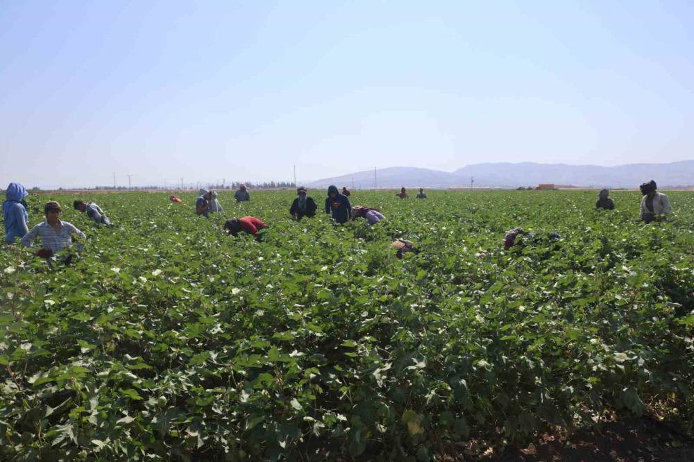 45 derecede ekmek kavgası: Güneşe meydan okuyorlar!