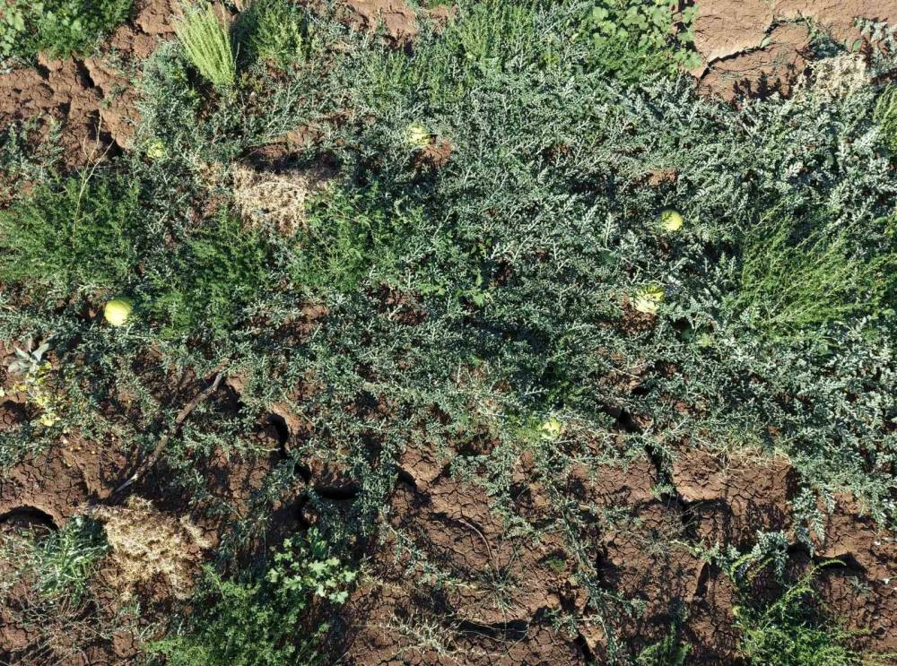 Su krizi derinleşiyor! Su yok, umut var