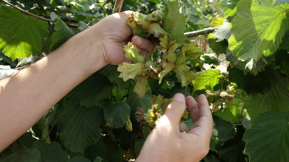 Hasadında gizli tehlike! Uzman Uyardı: Sezonu risk taşıyor