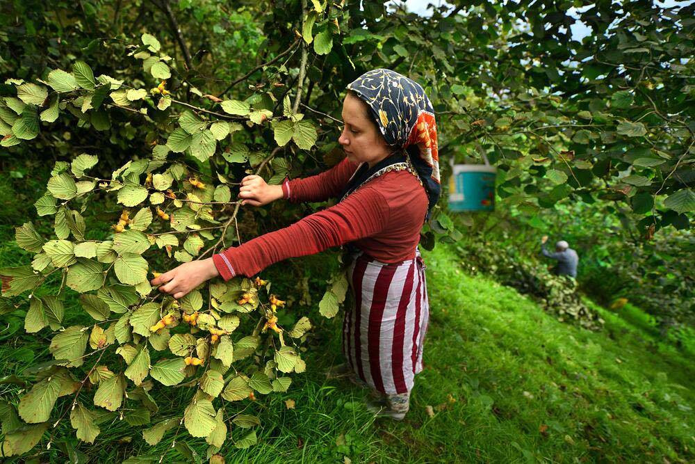 Hasadında gizli tehlike! Uzman Uyardı: Sezonu risk taşıyor