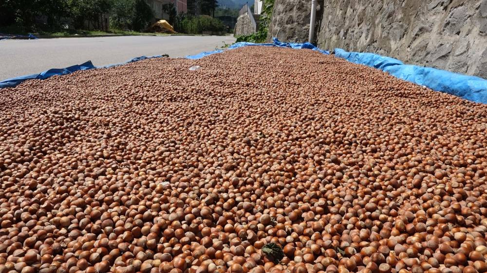 Hasadında gizli tehlike! Uzman Uyardı: Sezonu risk taşıyor