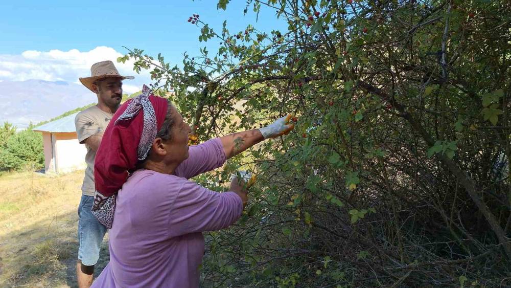Erzincan’da kuşburnu toplanmaya başlandı