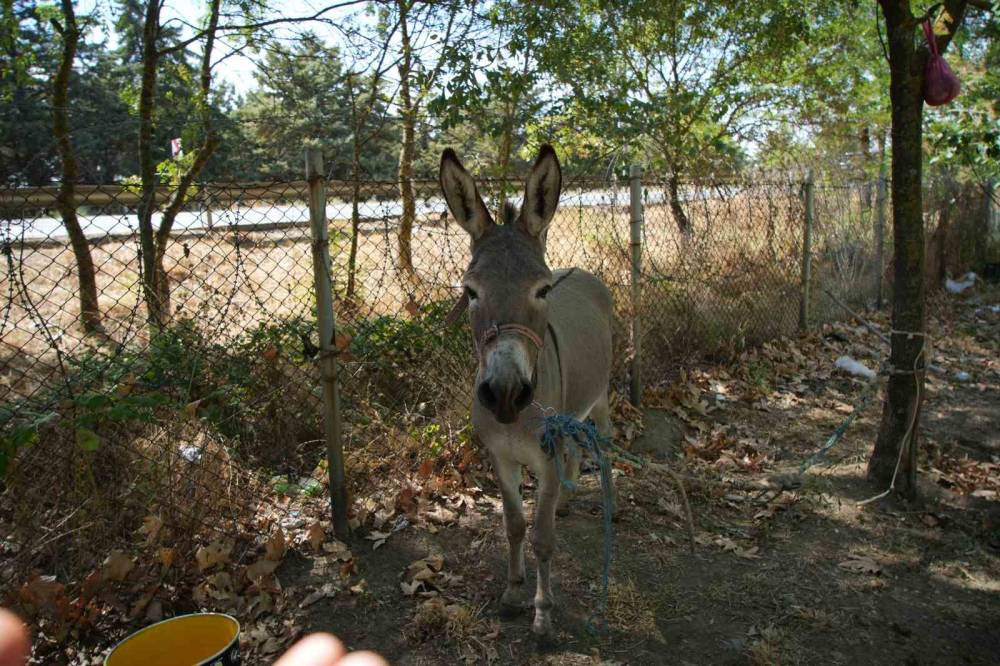 Marketten çanta, otobüsten yastık! Eşeğin hedefi net: Otogar esnafı alarma geçti