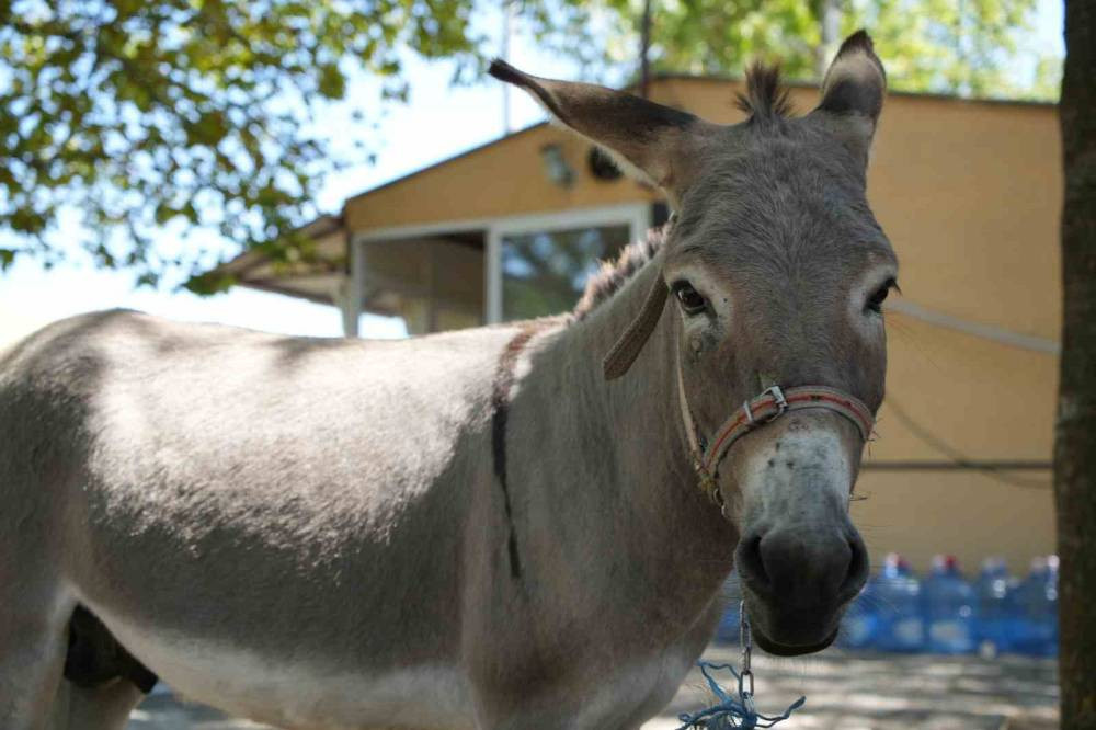 Marketten çanta, otobüsten yastık! Eşeğin hedefi net: Otogar esnafı alarma geçti