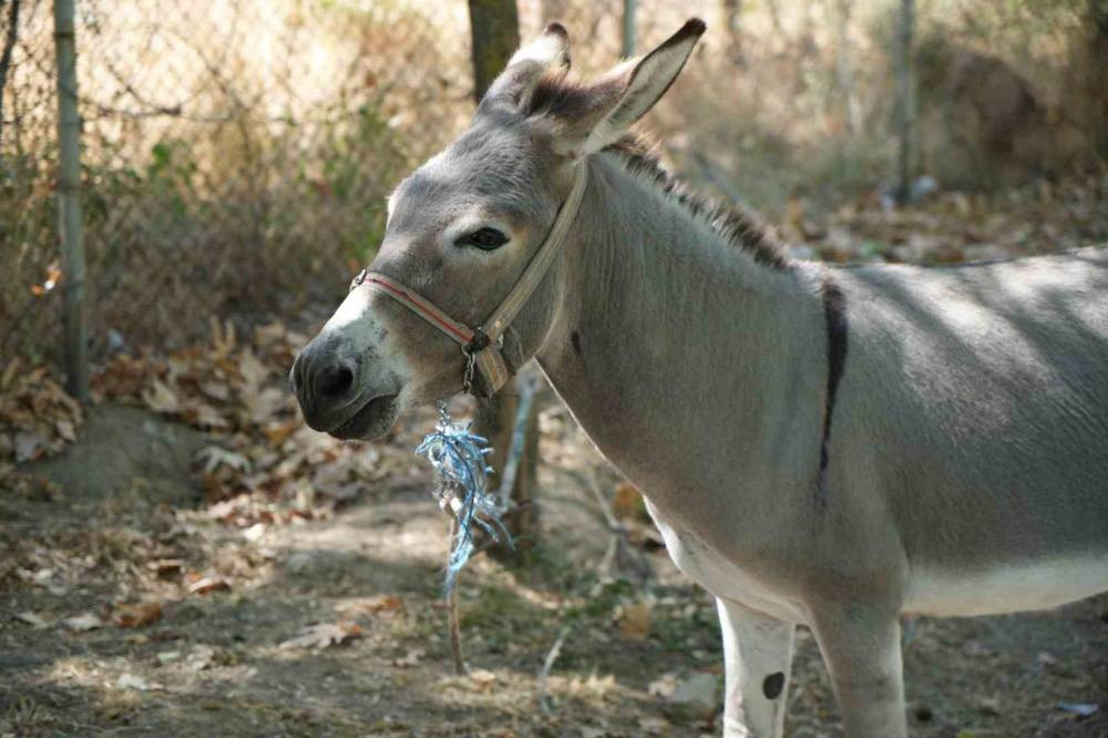 Marketten çanta, otobüsten yastık! Eşeğin hedefi net: Otogar esnafı alarma geçti
