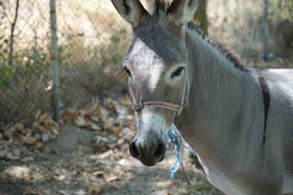 Marketten çanta, otobüsten yastık! Eşeğin hedefi net: Otogar esnafı alarma geçti