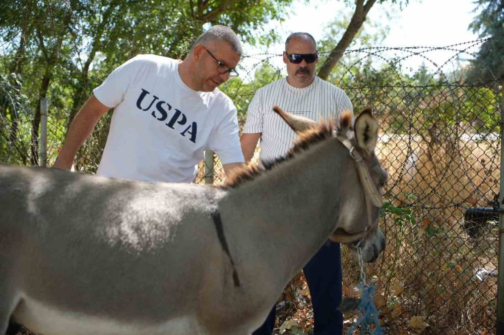Marketten çanta, otobüsten yastık! Eşeğin hedefi net: Otogar esnafı alarma geçti