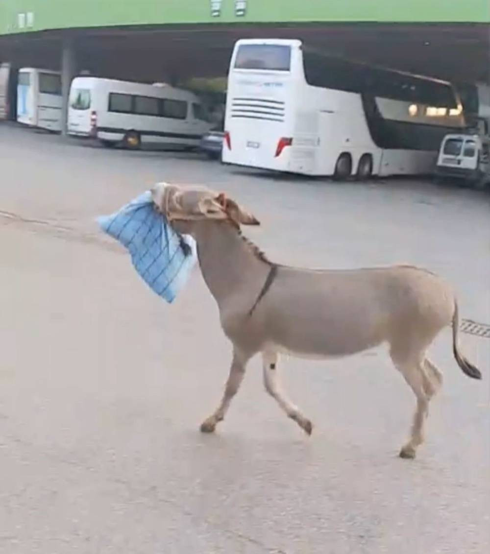 Marketten çanta, otobüsten yastık! Eşeğin hedefi net: Otogar esnafı alarma geçti