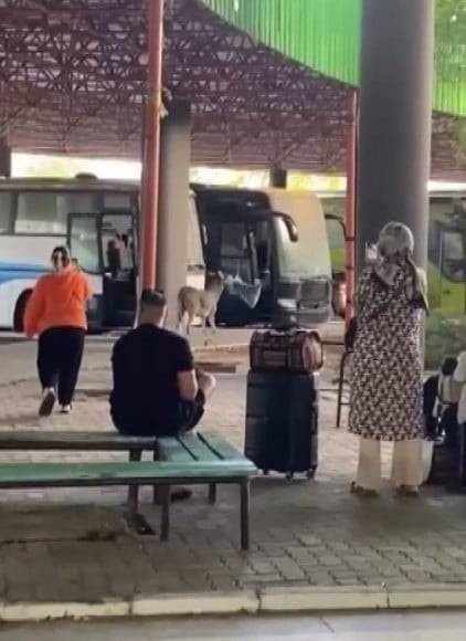 Marketten çanta, otobüsten yastık! Eşeğin hedefi net: Otogar esnafı alarma geçti
