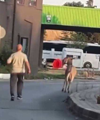 Marketten çanta, otobüsten yastık! Eşeğin hedefi net: Otogar esnafı alarma geçti