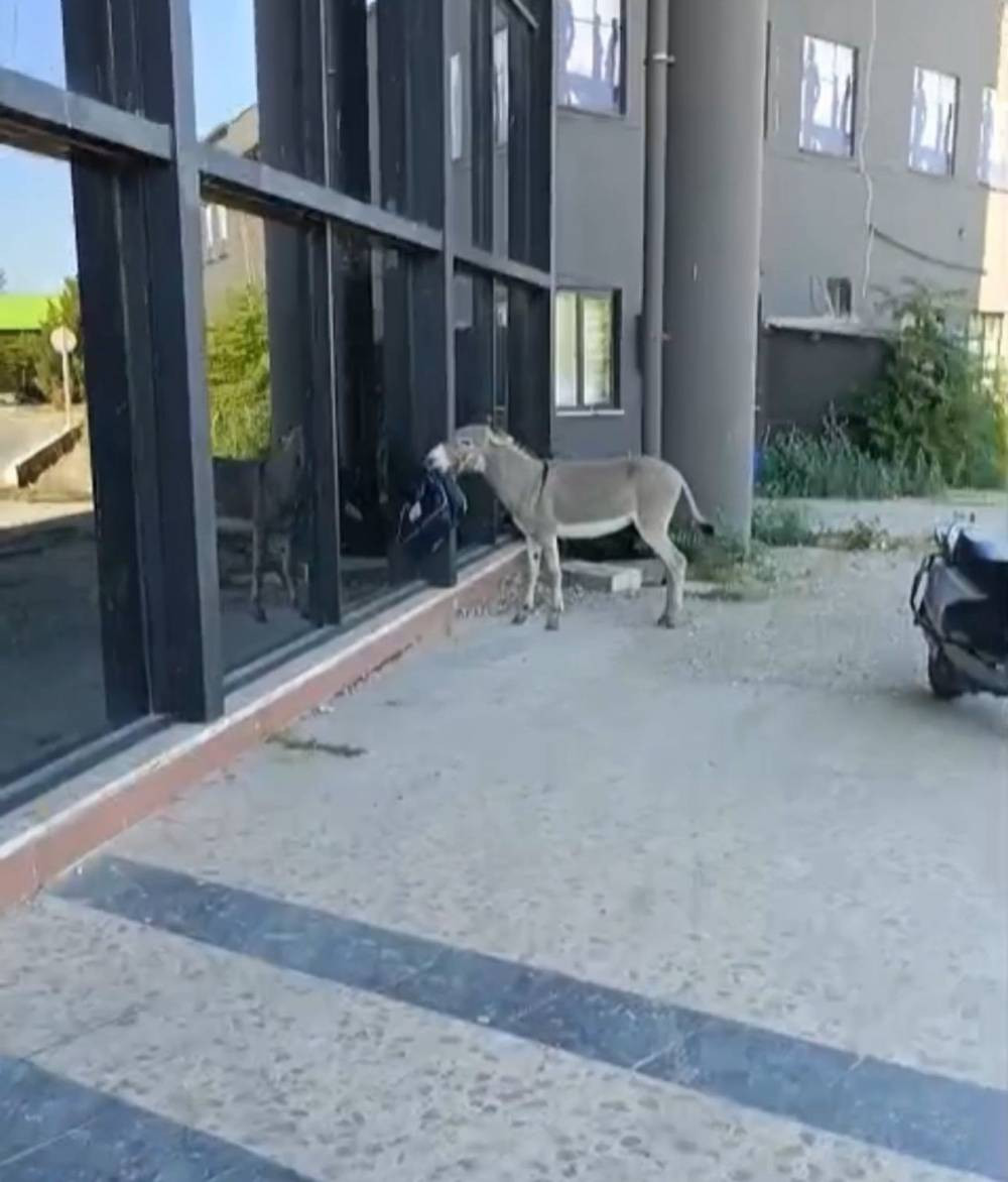 Marketten çanta, otobüsten yastık! Eşeğin hedefi net: Otogar esnafı alarma geçti