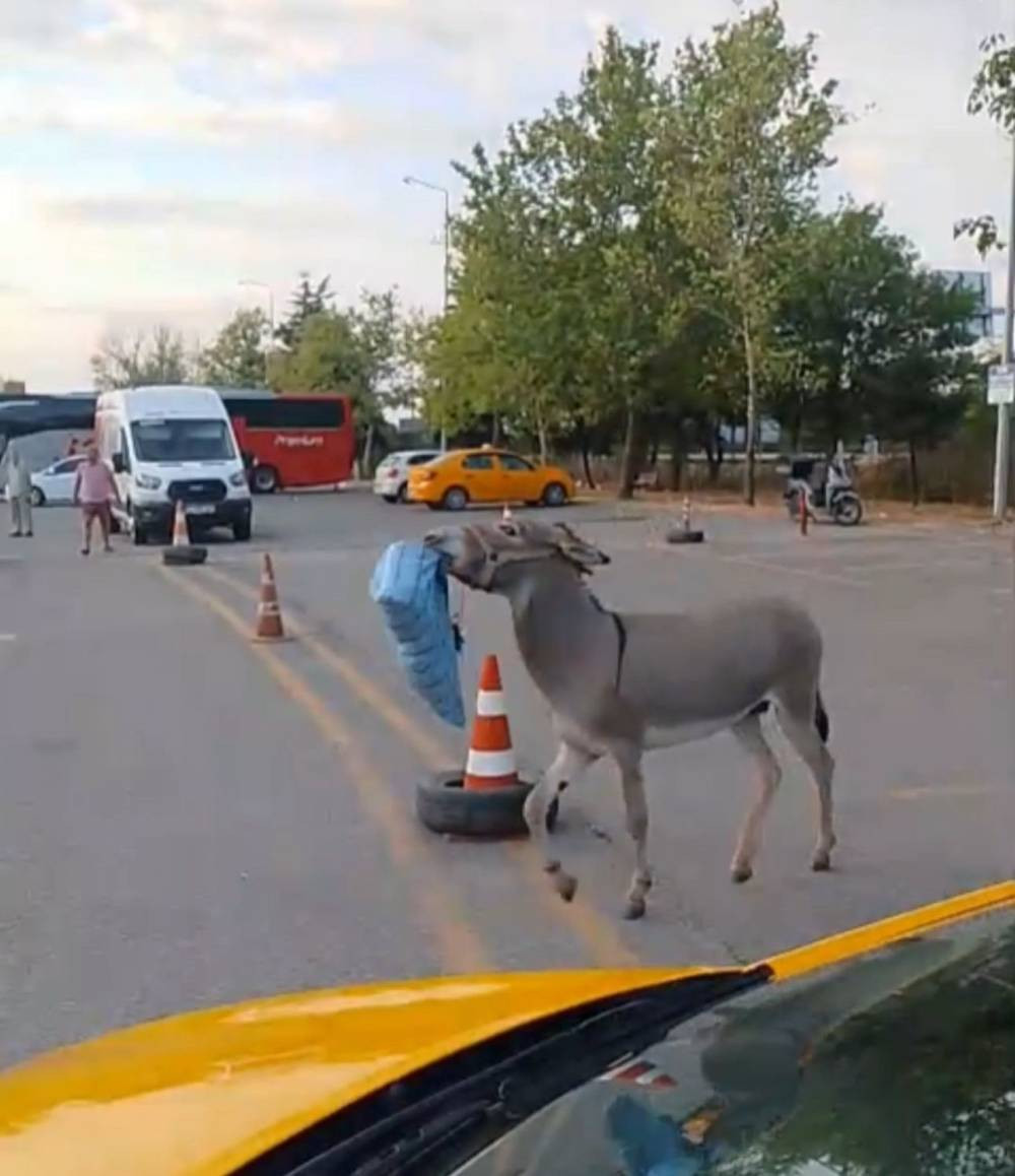 Marketten çanta, otobüsten yastık! Eşeğin hedefi net: Otogar esnafı alarma geçti