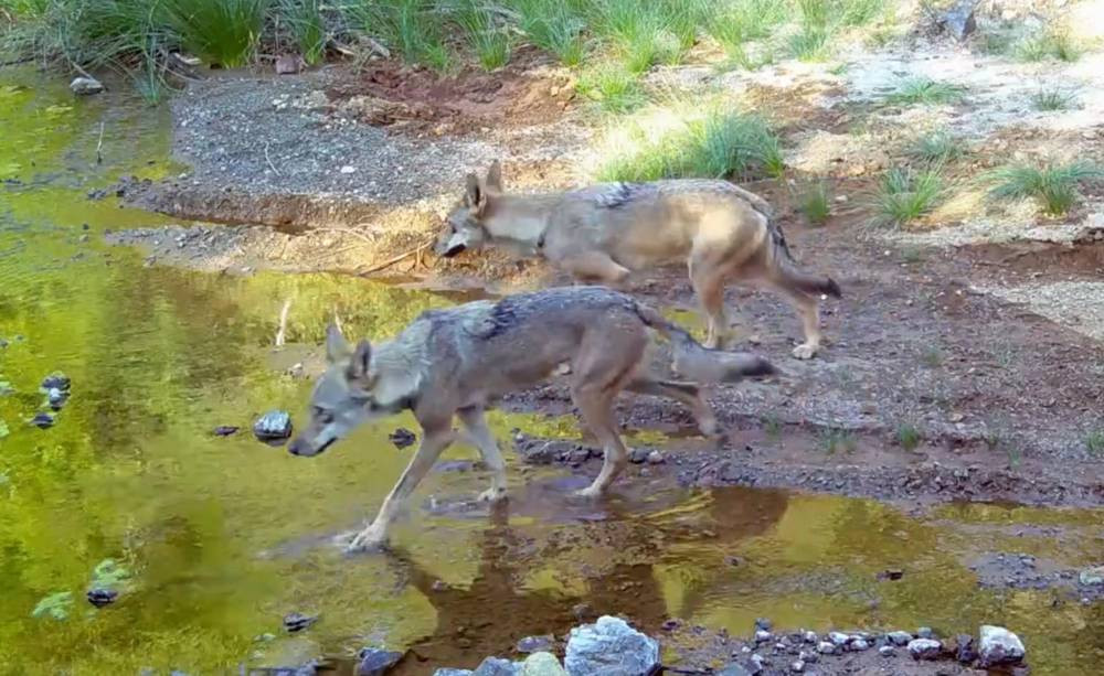 Ormanın efendileri! Muğla’da göründüler: Su kaynağında serinlediler