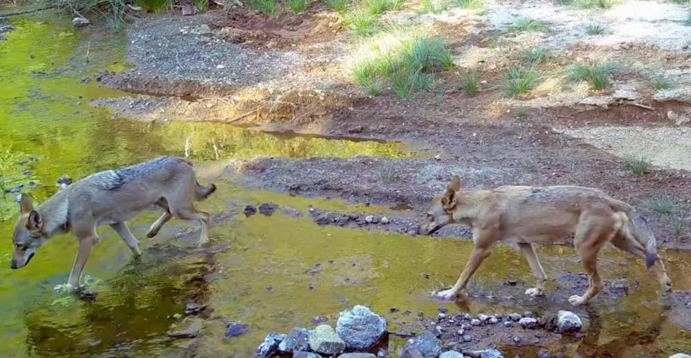 Ormanın efendileri! Muğla’da göründüler: Su kaynağında serinlediler