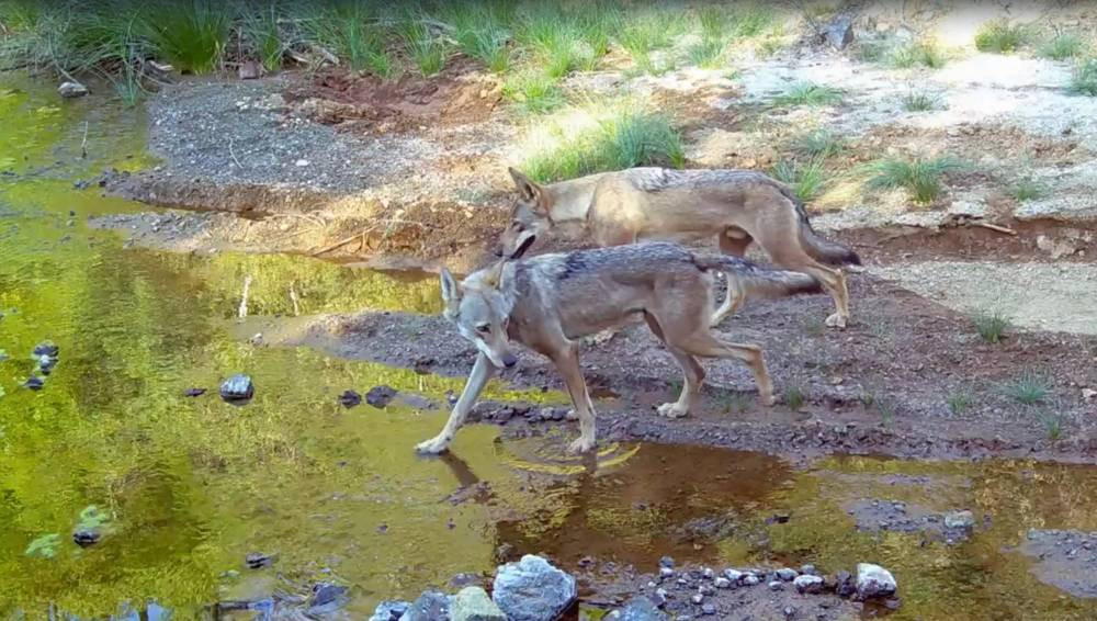 Ormanın efendileri! Muğla’da göründüler: Su kaynağında serinlediler