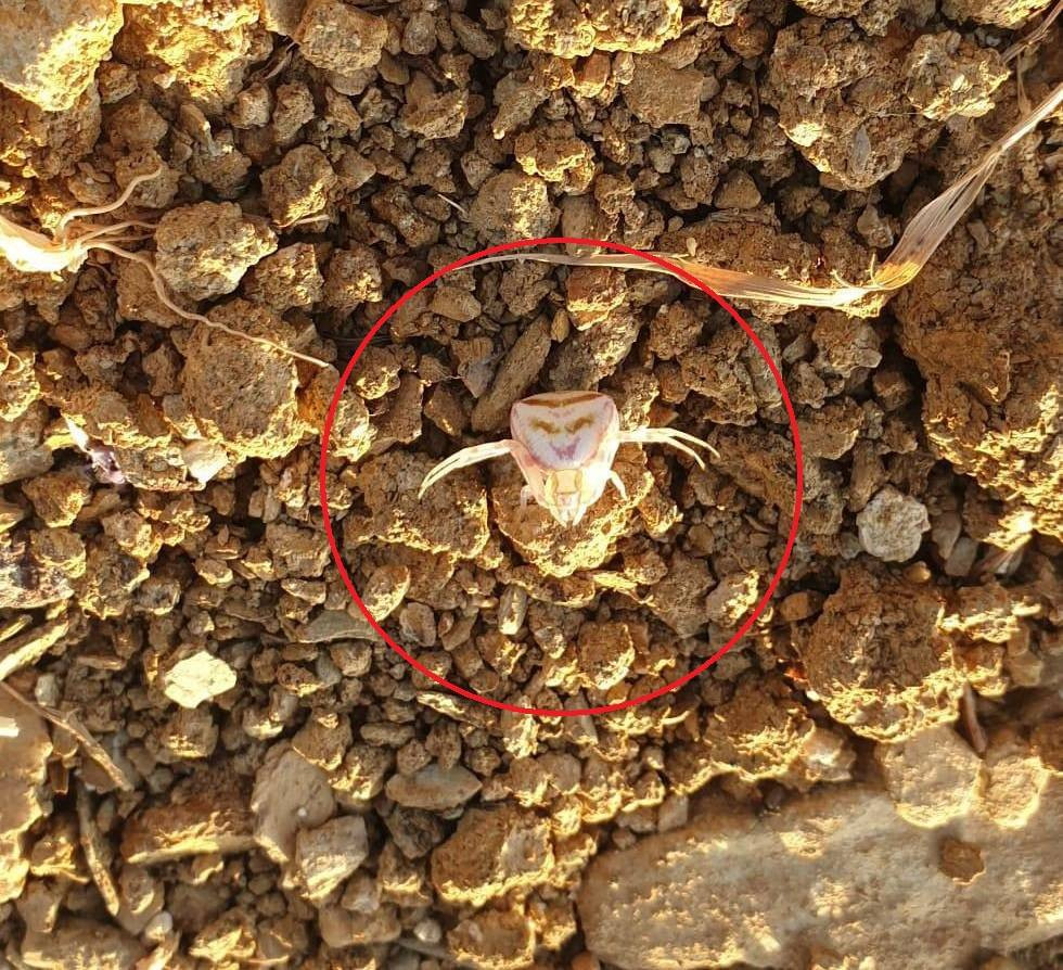 İnsan yüzlü örümcek paniği! Renk değiştiriyor