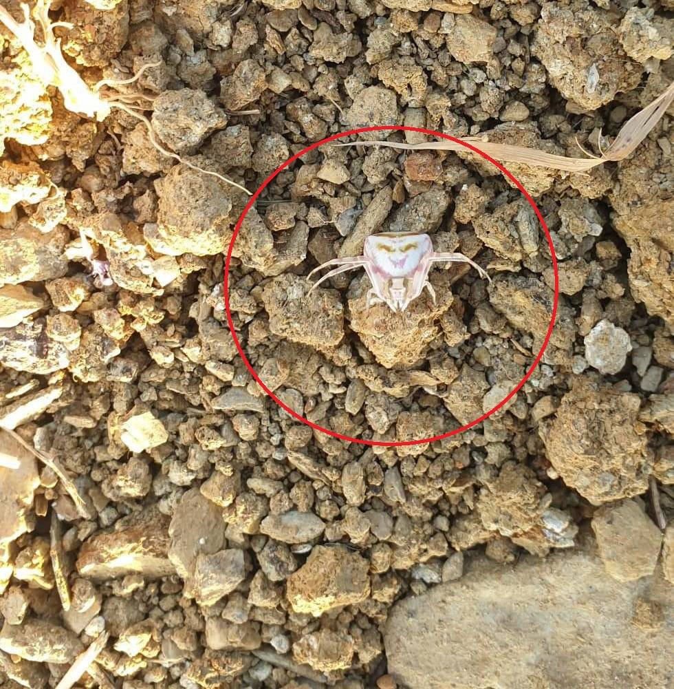 İnsan yüzlü örümcek paniği! Renk değiştiriyor