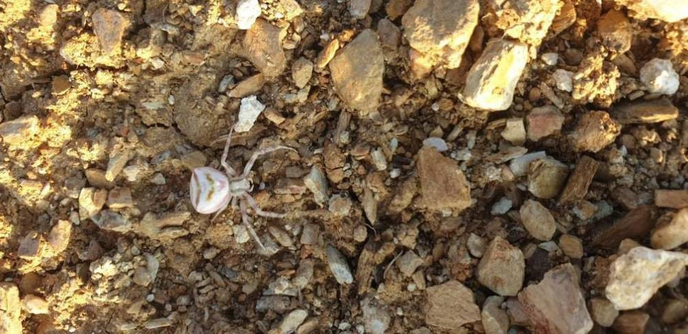 İnsan yüzlü örümcek paniği! Renk değiştiriyor