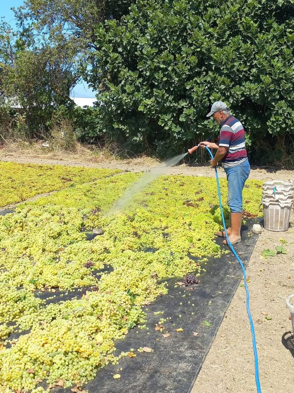 Manisa'da tatlı telaş
