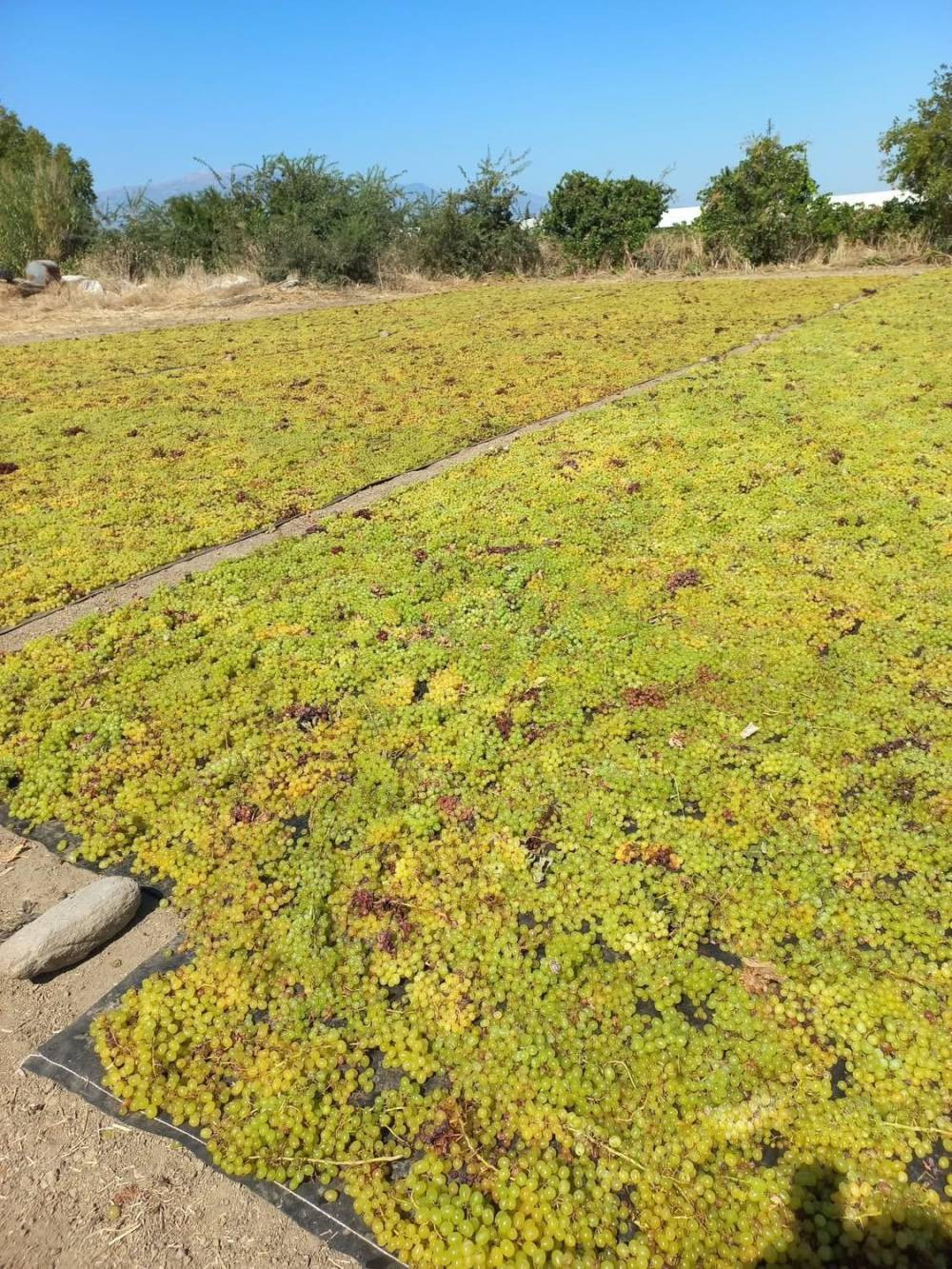 Manisa'da tatlı telaş