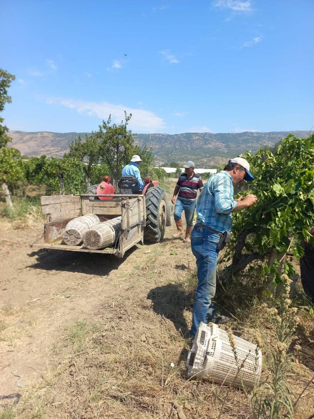 Manisa'da tatlı telaş