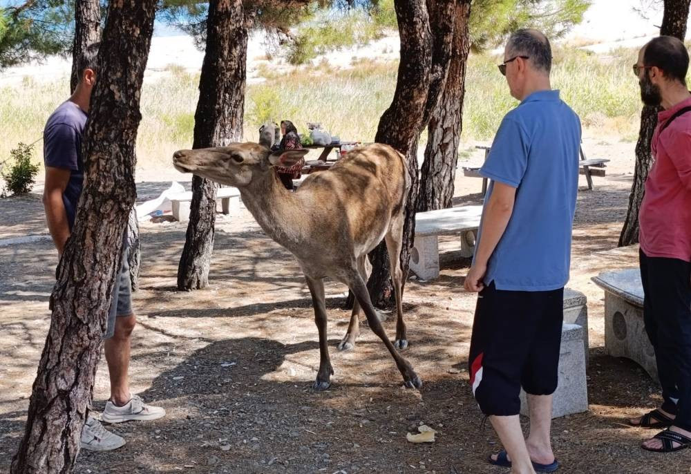 Piknikçilere 'kızıl geyik' sürprizi