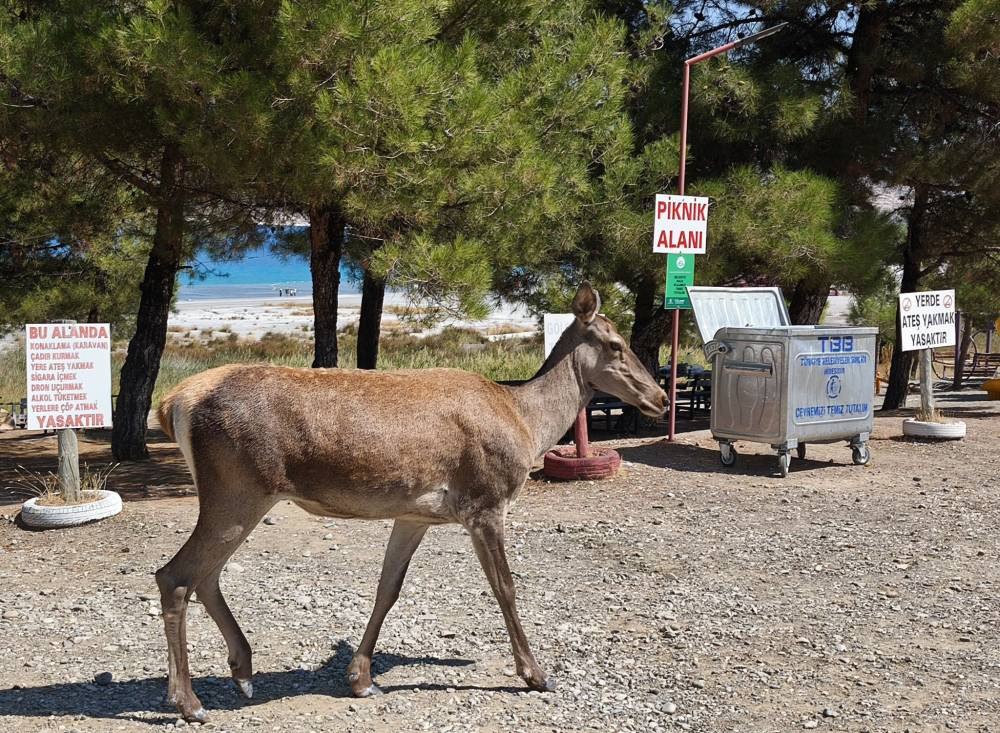 Piknikçilere 'kızıl geyik' sürprizi