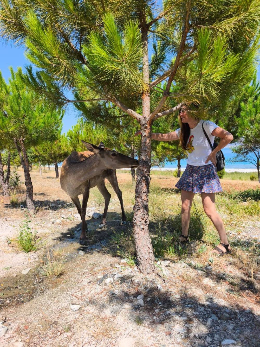Piknikçilere 'kızıl geyik' sürprizi