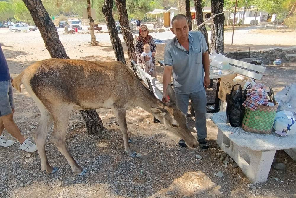 Piknikçilere 'kızıl geyik' sürprizi