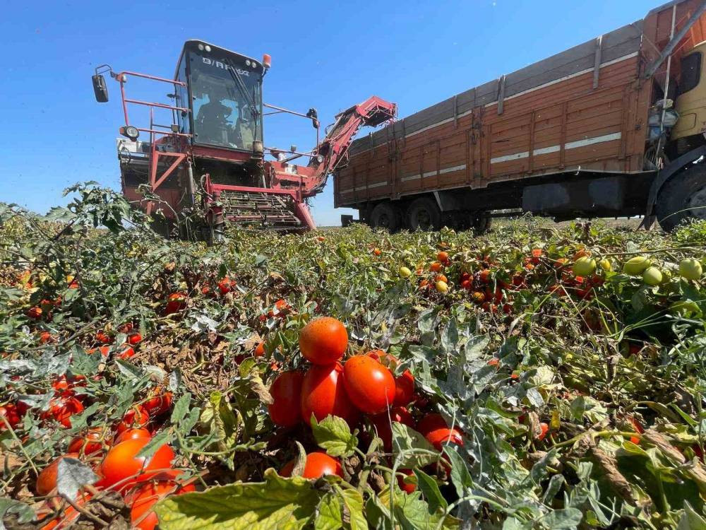 Ekim alanı daralan domateste fiyatlar çiftçi lehine 3 kat katladı