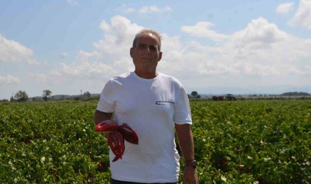 Kapya biberde hasat sevinci mi, maliyet endişesi mi?