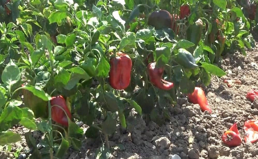 Kapya biberde hasat sevinci mi, maliyet endişesi mi?