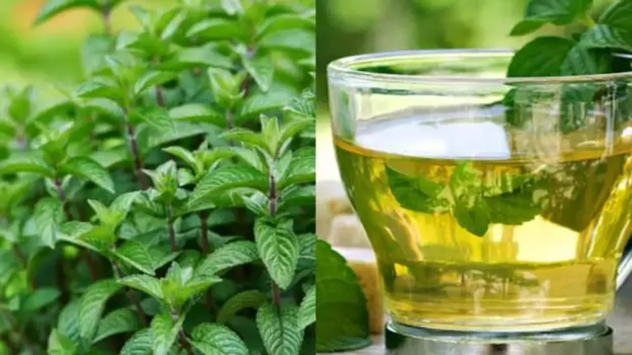 nanenin-faydalari-ne-ise-yarar-evde-nane-cayi-nasil-yapilir-tarifi-1571036195-1899.webp