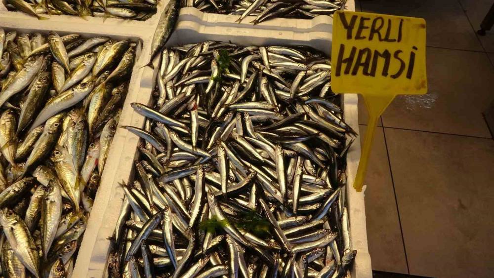 Balıkçılar 35 yılın ilkiyle sarsıldı! Hamsi alarm verdi: Sezon için kötü haber